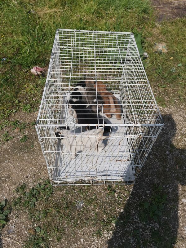 Волонтеры "Доброго города" сегодня отлавливают бездомных щенков на УРМЗ