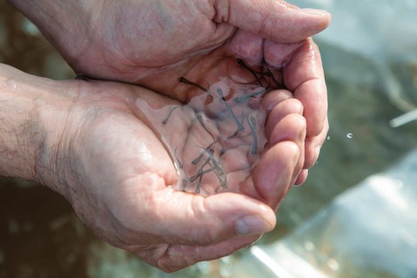 Первый пошел! В Усу выпустили три миллиона  мальков сига