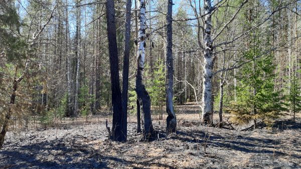 Пожарники добавляют работы пожарным: Управление ГОиЧС призывает ухтинцев отказаться от разведения костров