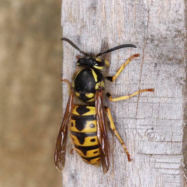 Территории детских садов в Ухте атакуют осы