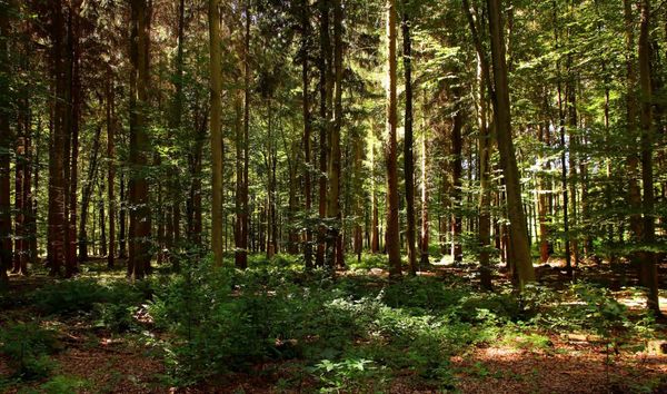 Ухтинские спасатели обнаружили в лесу плутавшего двое суток грибника