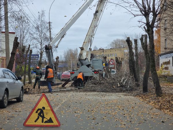В Ухте завершается сезонная обрезка тополей