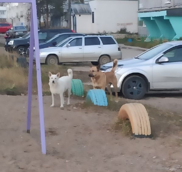 В Водном отловят собаку, которая напала на ребенка