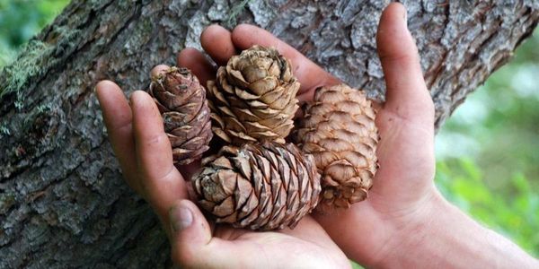 Житель Троицко-Печорского района спилил три кедра, чтобы собрать шишки