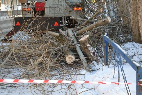 На улице мороз, но Горзеленхоз продолжает обрезать тополя