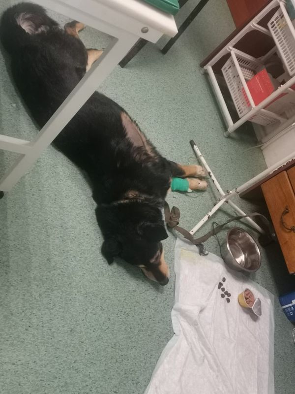 В районе Ярегских дач неизвестные расстреляли собаку