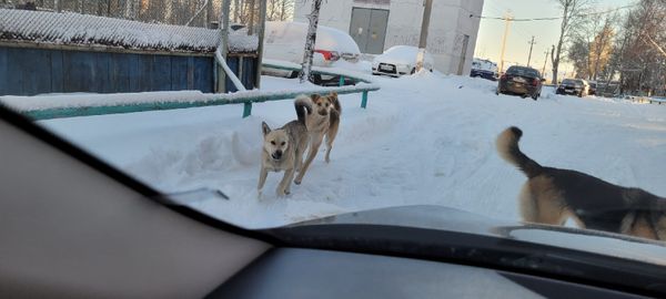 Жители Нижнего Одеса собирают подписи, чтобы решить проблему с бездомными собаками