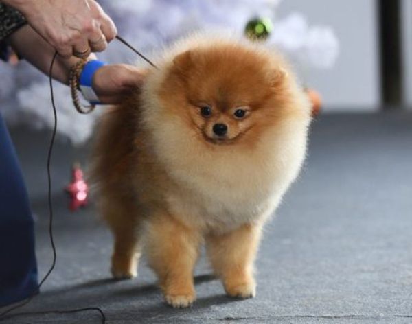 Виртуальный шпиц так и не попал в Ухту