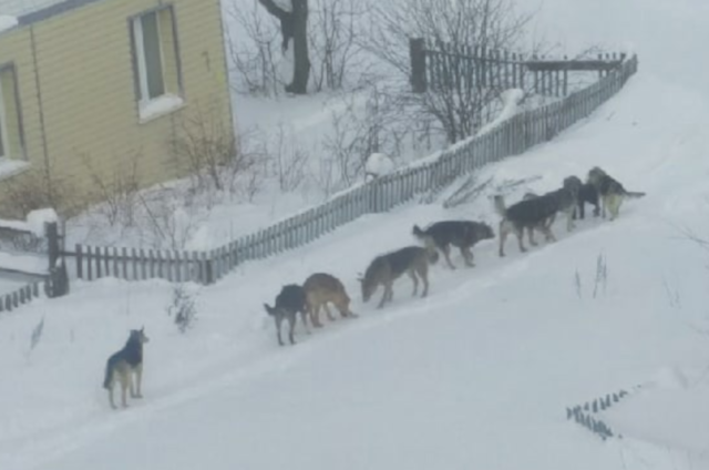 В Ухте в суд направлено уголовное дело о халатности при организации отлова беспризорных животных