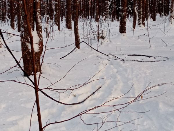 В Шудаяге неизвестные оставили без освещения лыжную трассу детской спортивной школы