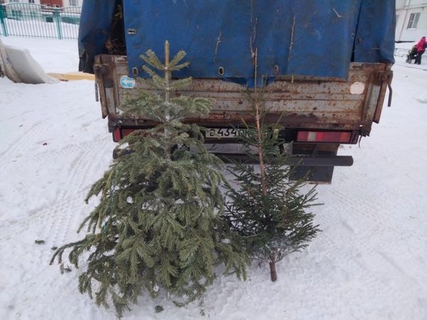 Более семисот Новогодних ёлок собрал Региональный оператор Севера в Ухте и Сыктывкаре
