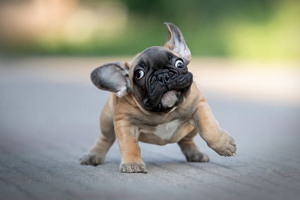 Ухтинец хотел купить французского бульдога, но остался без денег и без собаки