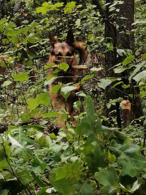 Пёс Сармат из Сыктывкара номинирован на международную премию "Мой ласковый и нужный зверь"