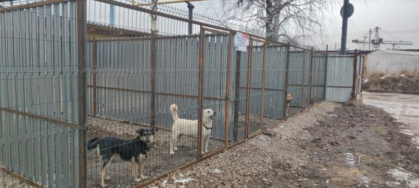 В рамках «Народного бюджета» в приюте «Добрый город» построено 20 вольеров для бездомных животных