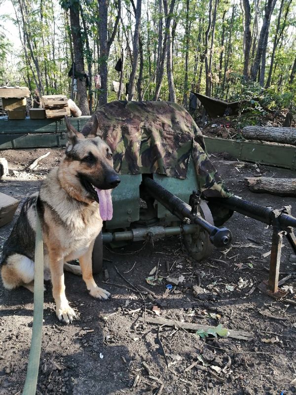 В Коми на памятник псу-герою Сармату собрали 60 тысяч рублей