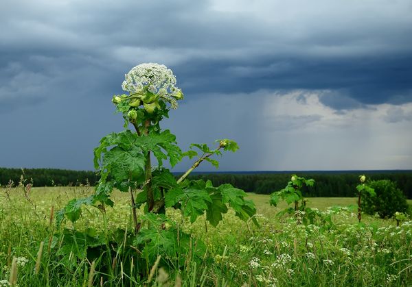 И борщевик пользу может приносить: Ученые из Коми очистили воду от радиации с помощью борщевика Сосновского