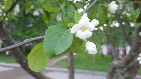 В Ухте планируют посадить яблони, вишни, крыжовник, жимолость, смородина и еще 30 видов растений