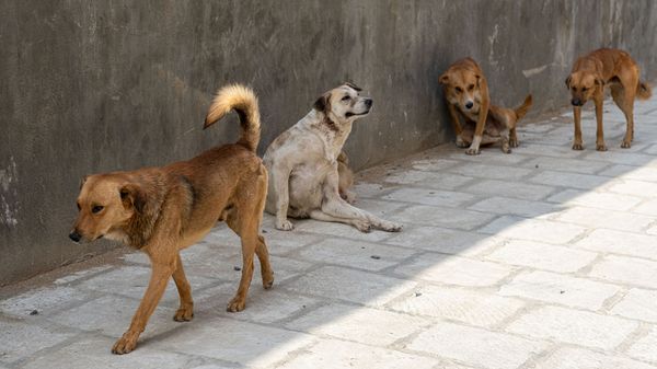 Госдума в первом чтении приняла законопроект, наделяющий регионы правом самостоятельно решать судьбу бездомных животных