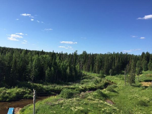 В Ухте возбуждено уголовное дело о получении взятки лесничим