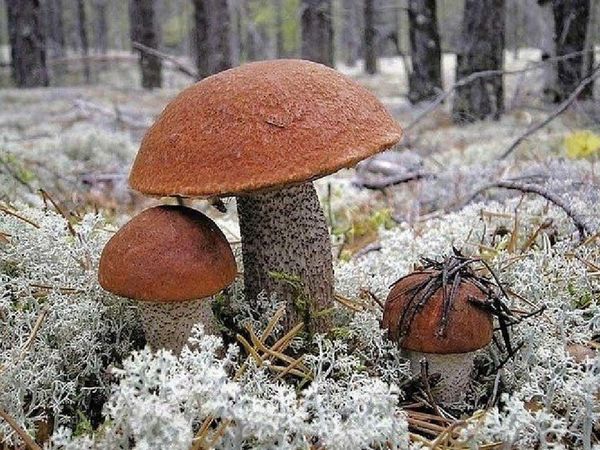 В Ухте и Сыктывкаре обнаружили подозрительных "грибников"