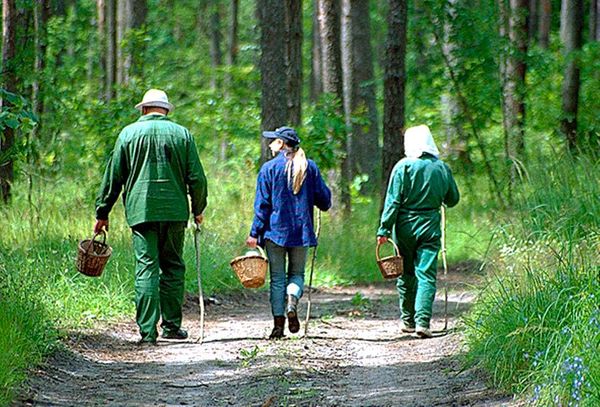Летом в Коми ежедневно теряются по 4-5 человек