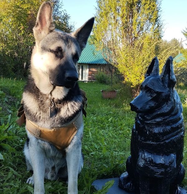 В Сысольском районе установили памятник псу-герою Сармату