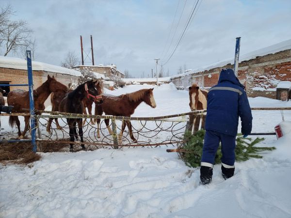 Региональный оператор Севера завершил акцию с Новогодними ёлками в Республики Коми