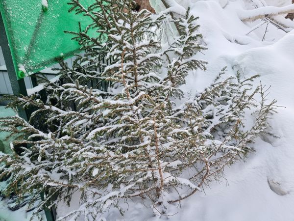 Ухтинцев просят не выбрасывать Новогодние ёлки, а отправить их на благое дело