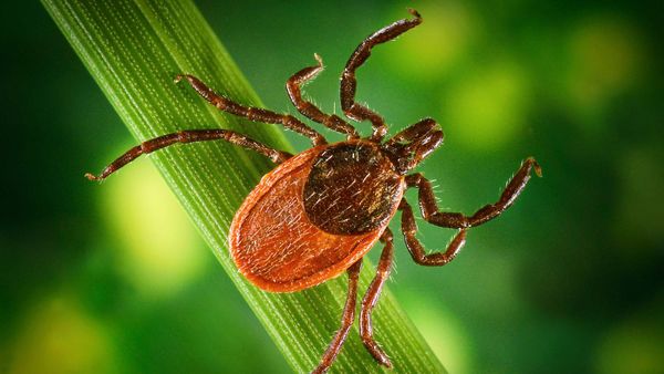 Ухту могут включить в перечень эндемичных территорий по клещевому энцефалиту