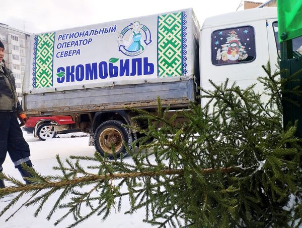 В Ухте Региональный оператор Севера начал собирать Новогодние ёлки. Акция продлится до 16 января