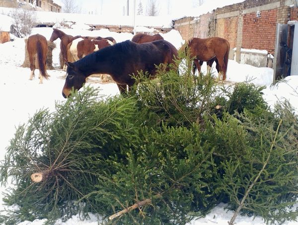 Ёлочки, собранные в Ухте, Сосногорске и Ижме, отправили  в конноспортивный центр "Планета" в Шудаяге.