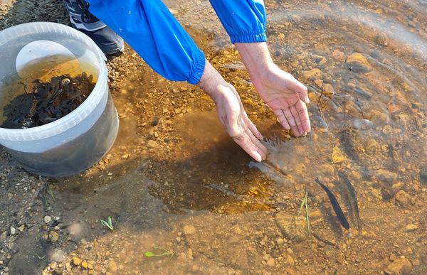 АО «Транснефть – Север» пополнило рыбные запасы Архангельской области